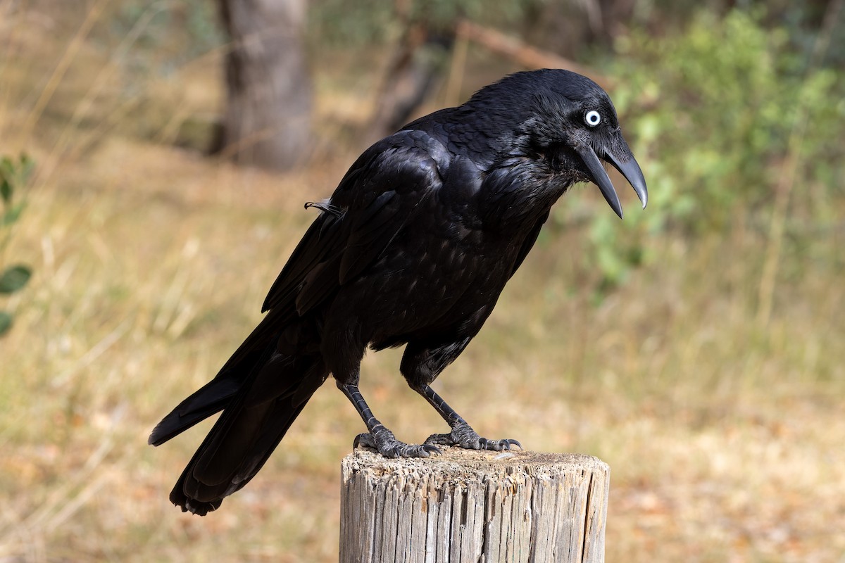 Australian Raven - ML611478074