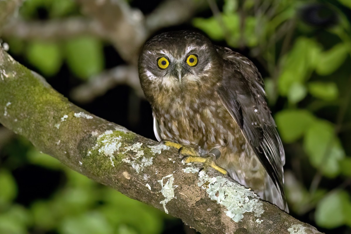 Morepork - ML611478170