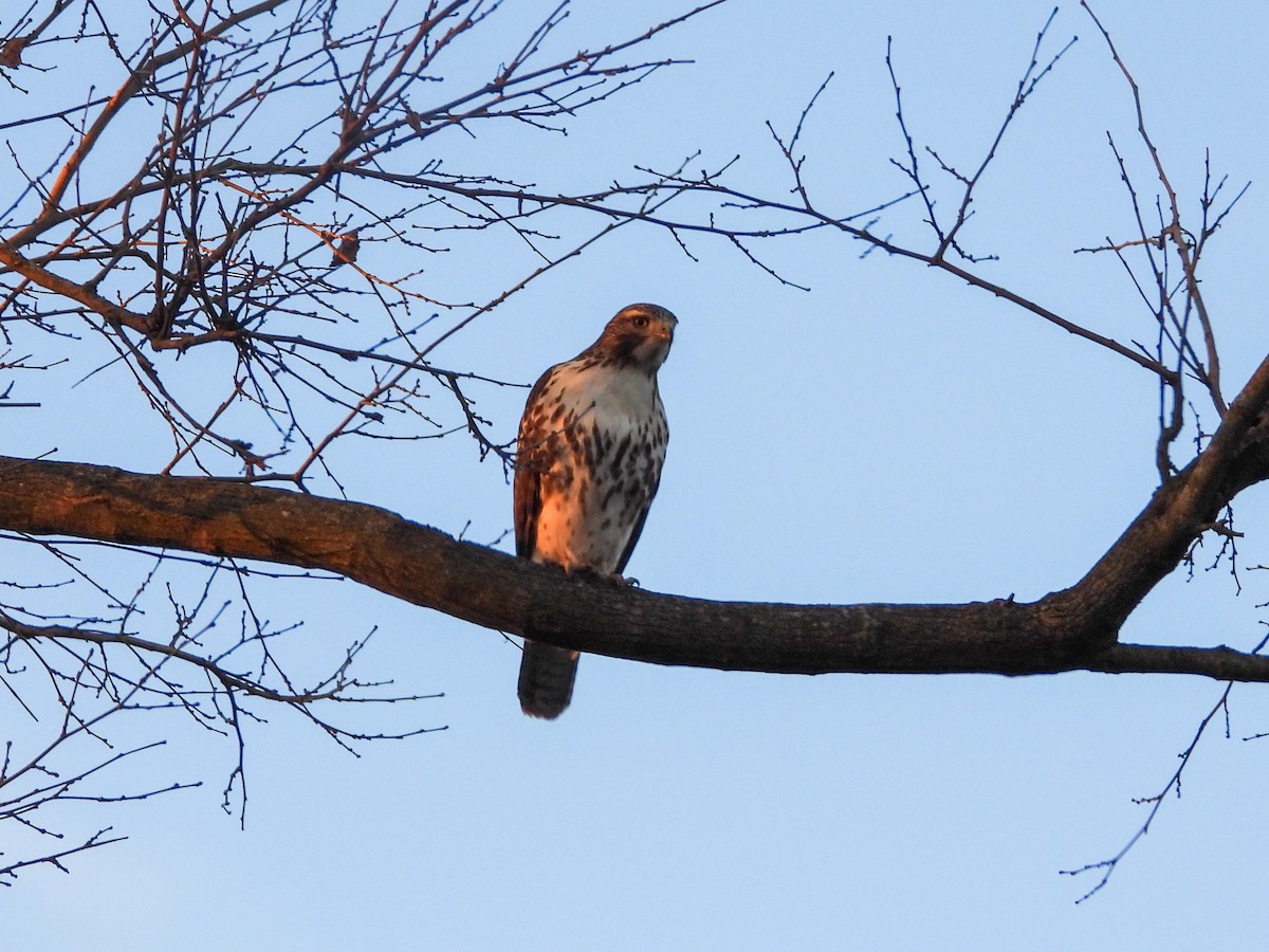 Red-tailed Hawk - ML611478373