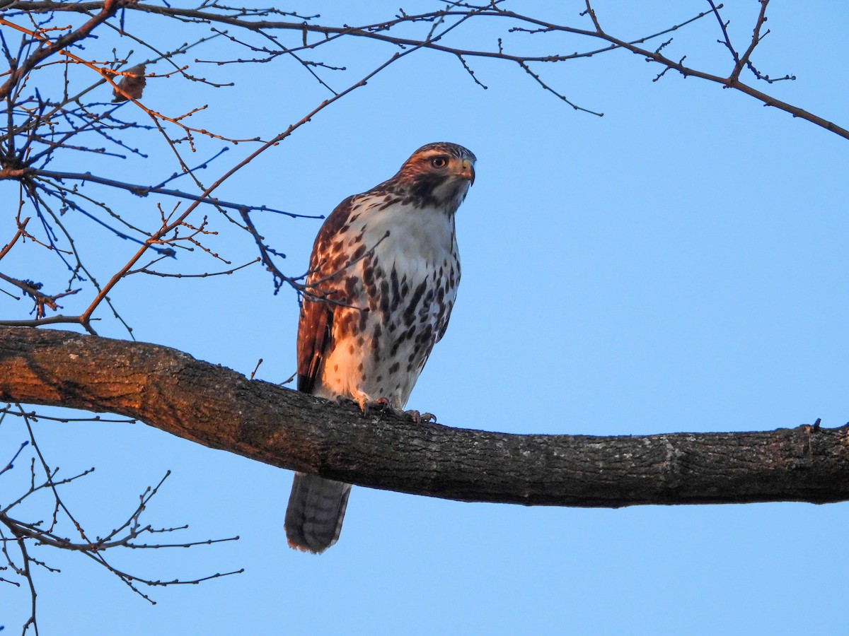 Red-tailed Hawk - ML611478375