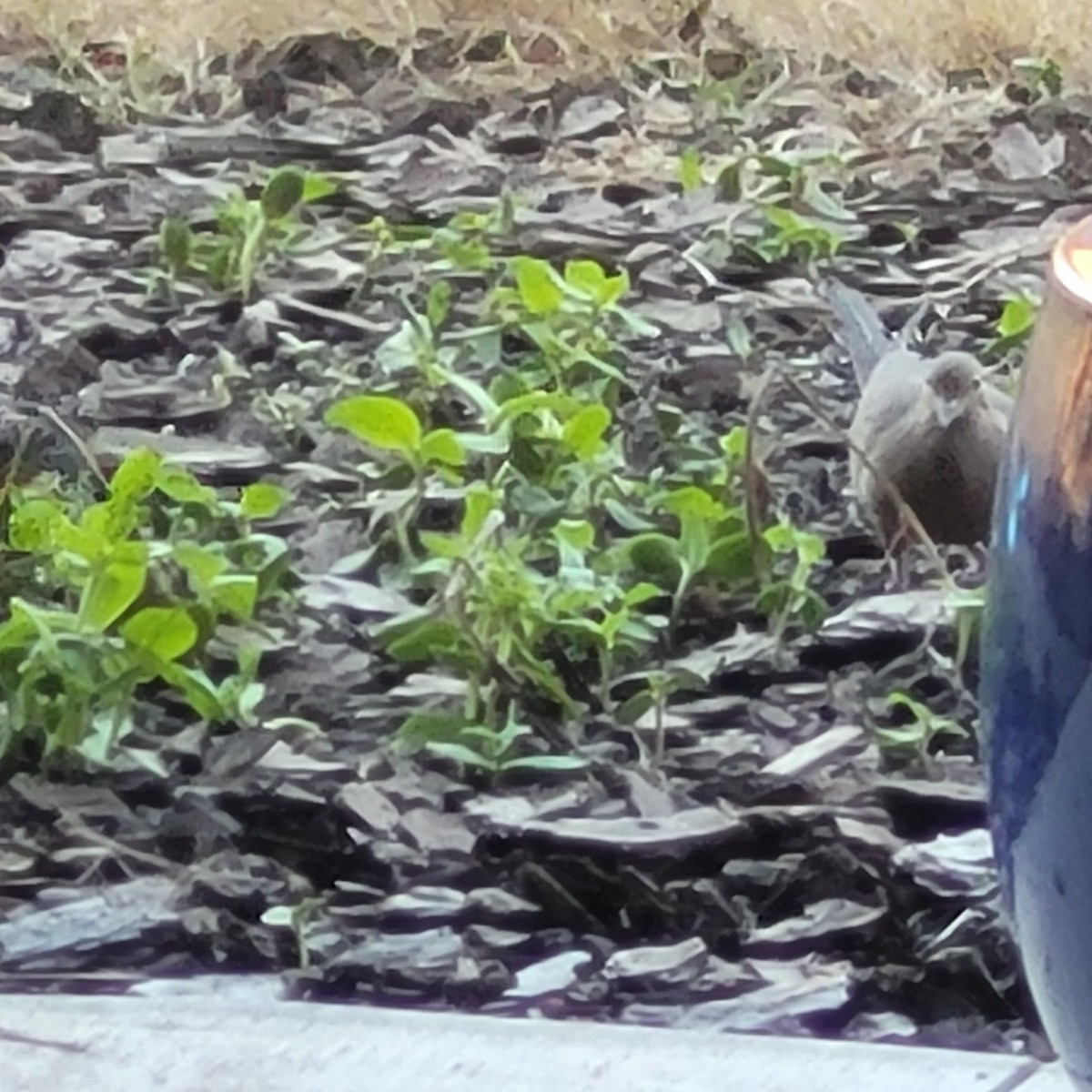 Mourning Dove - Anonymous