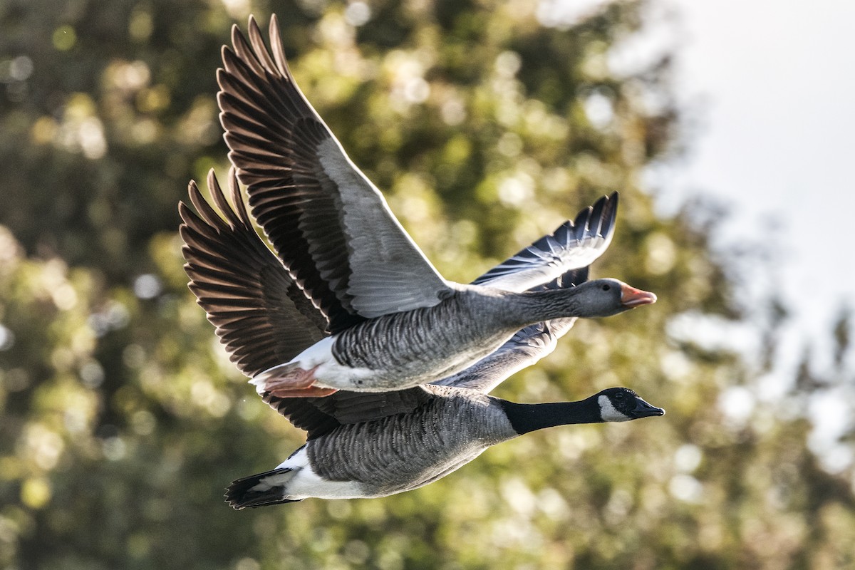 Graylag Goose - ML611478660