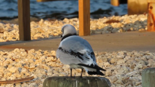 Black-legged Kittiwake - ML611478670