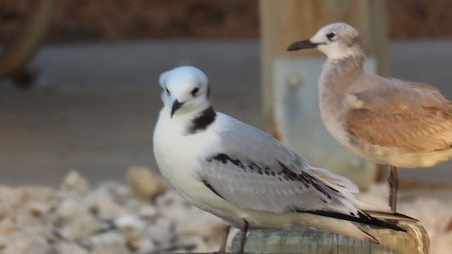 Black-legged Kittiwake - ML611478702