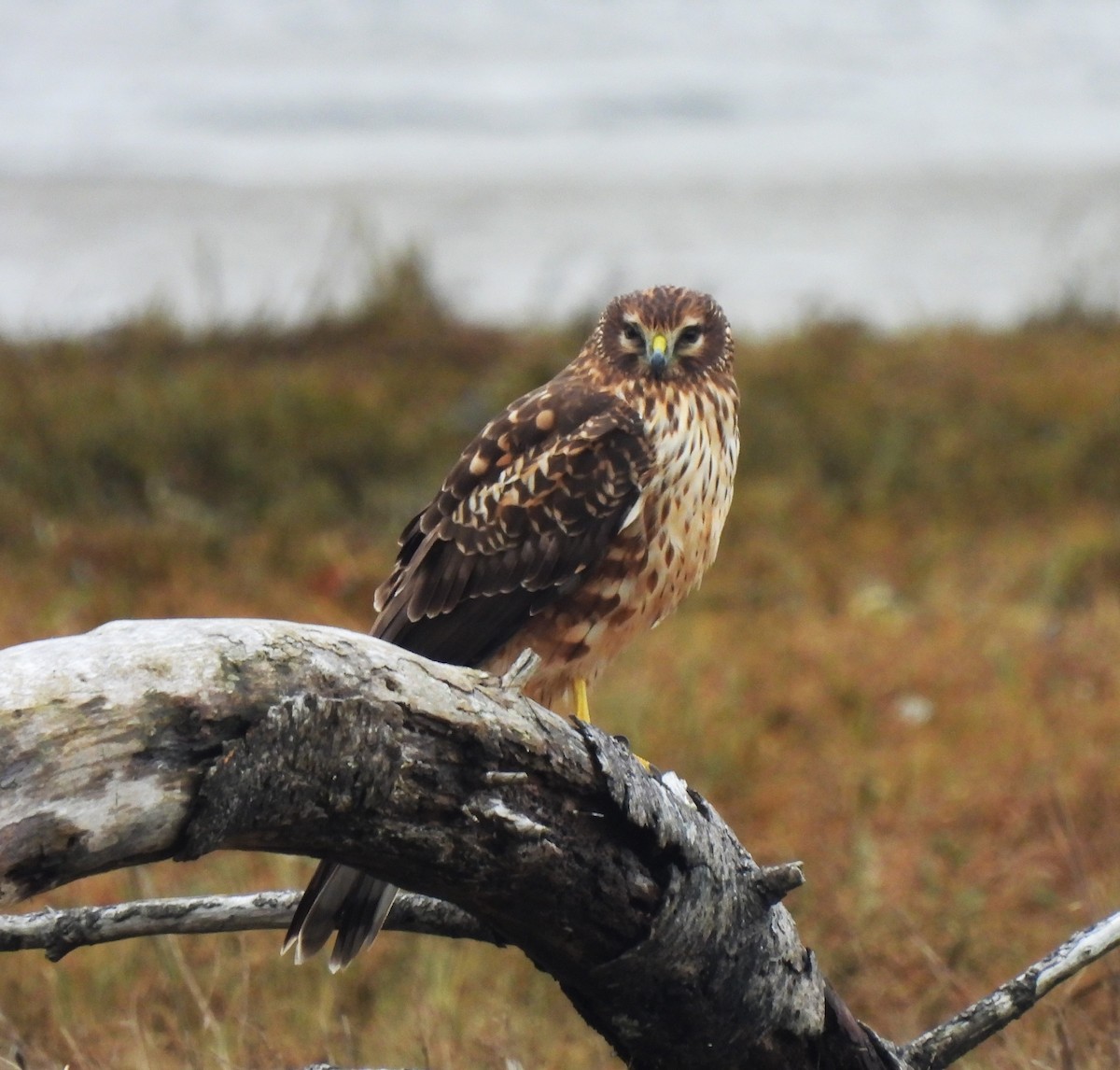 Northern Harrier - ML611478754