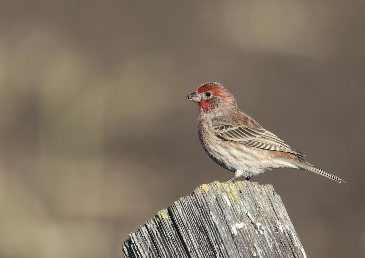 House Finch - Tracy Drake