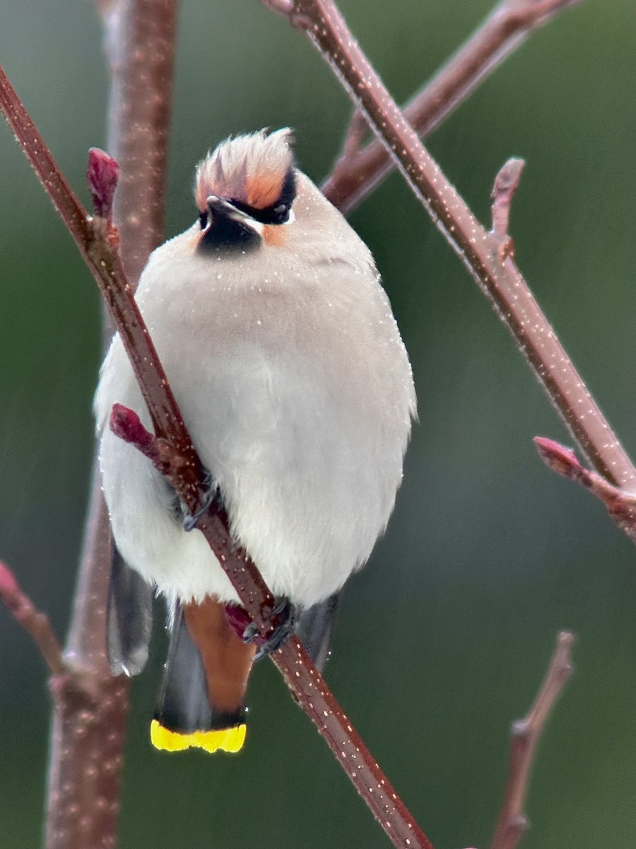 Bohemian Waxwing - Detlef Buettner