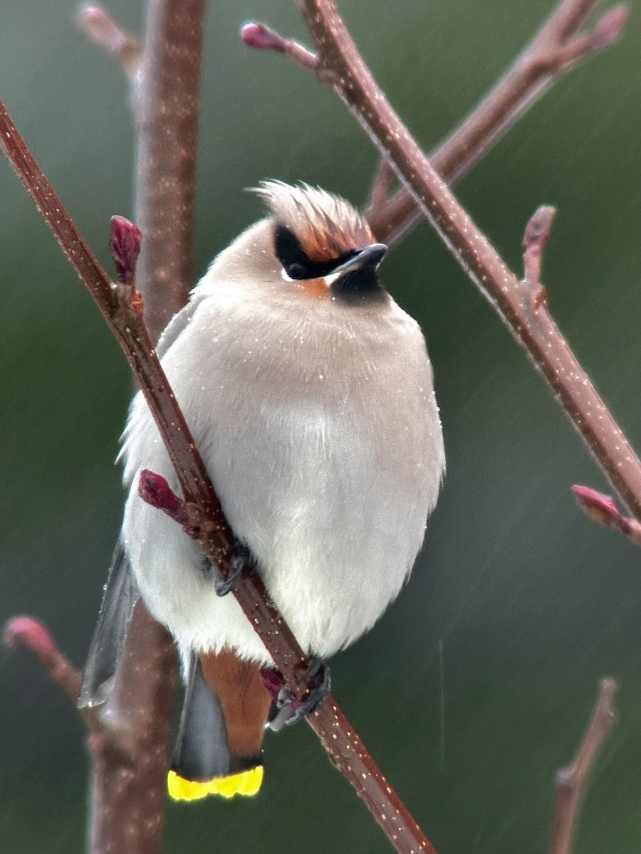 Bohemian Waxwing - Detlef Buettner