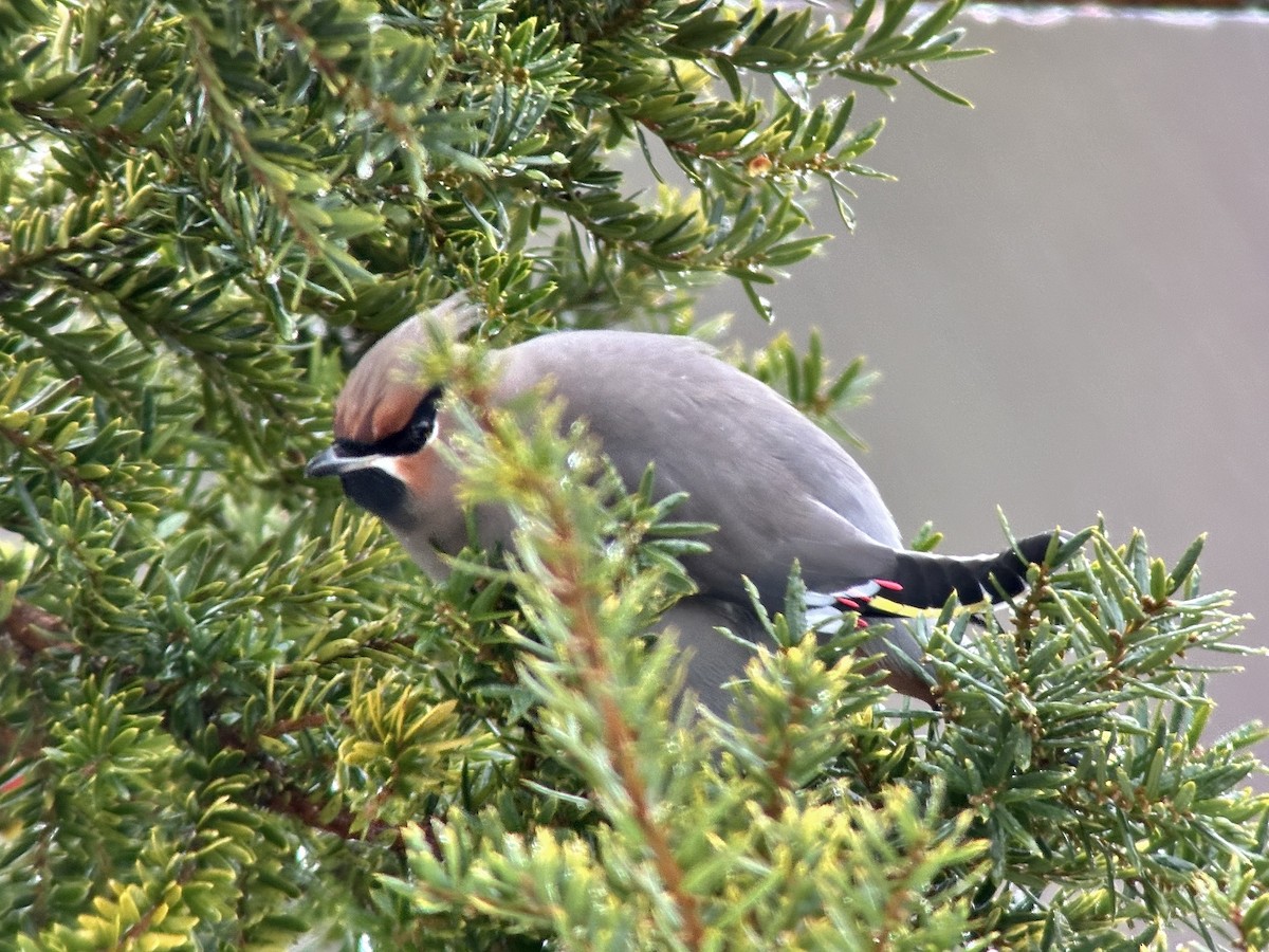 Bohemian Waxwing - ML611478808