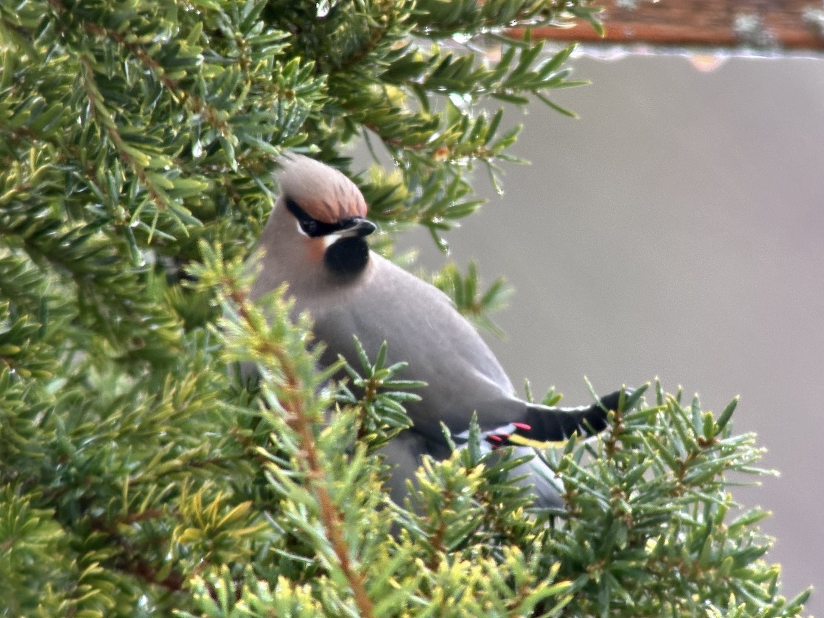 Bohemian Waxwing - Detlef Buettner