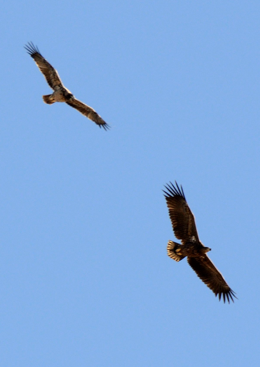 White-tailed Eagle - ML611478845