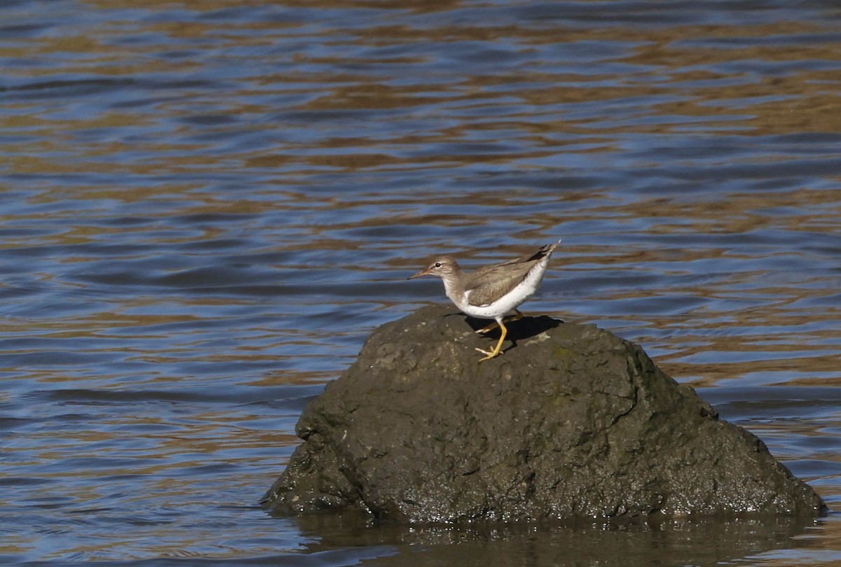 Spotted Sandpiper - Tracy Drake
