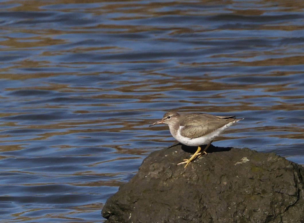 Spotted Sandpiper - Tracy Drake