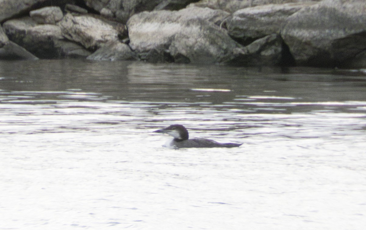 Common Loon - ML611478942