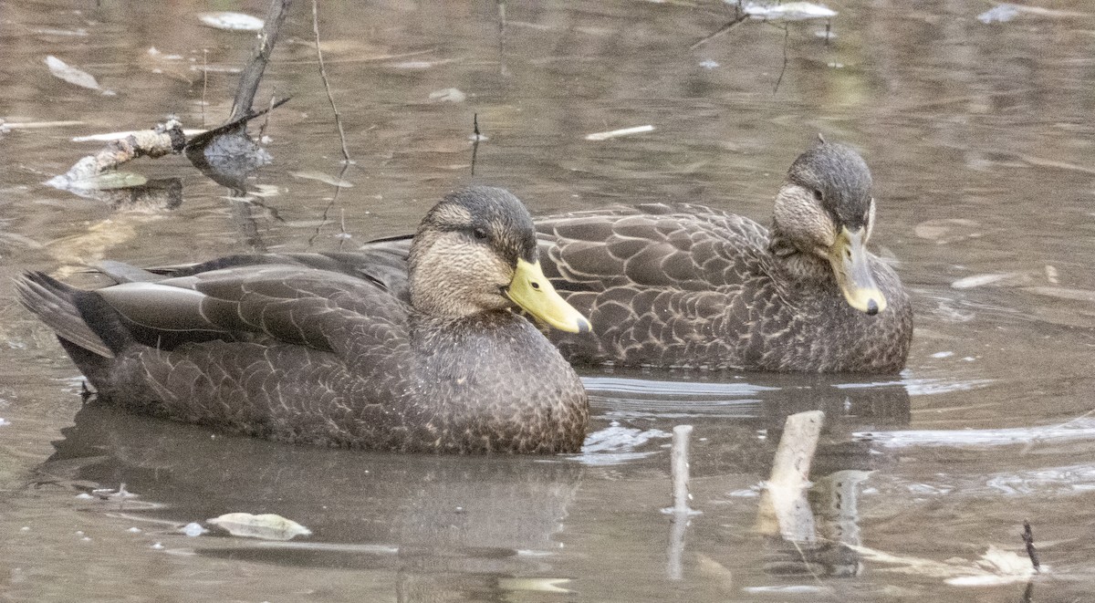 American Black Duck - ML611478955