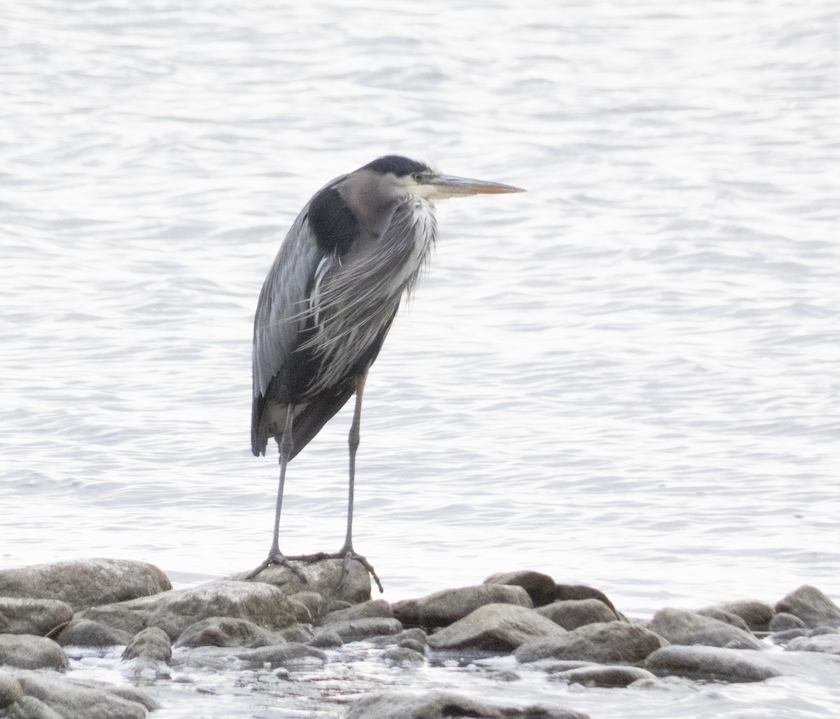 Great Blue Heron - ML611478963