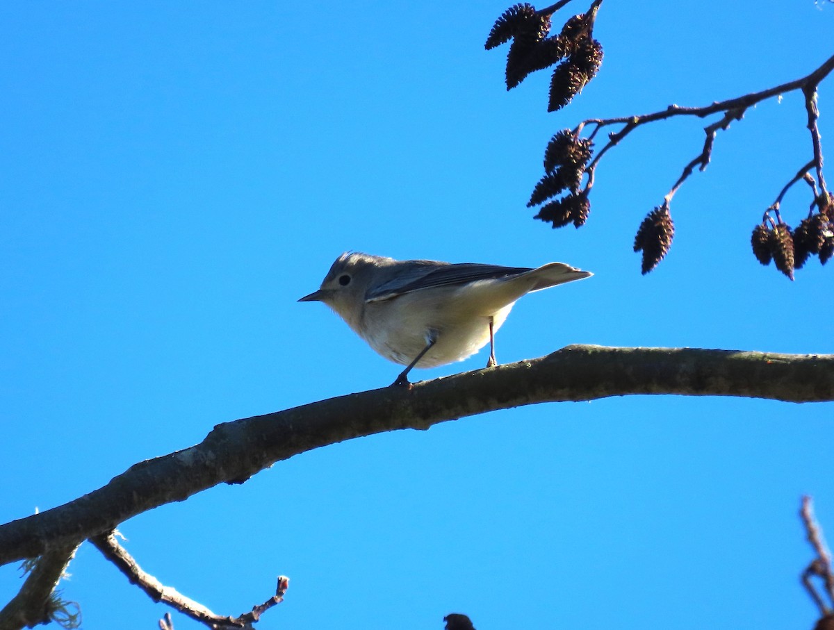 Lucy's Warbler - ML611479016