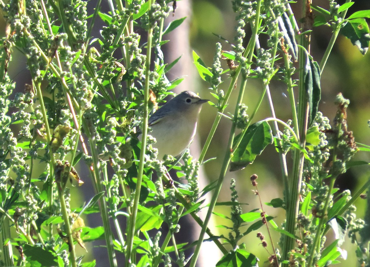Lucy's Warbler - ML611479030