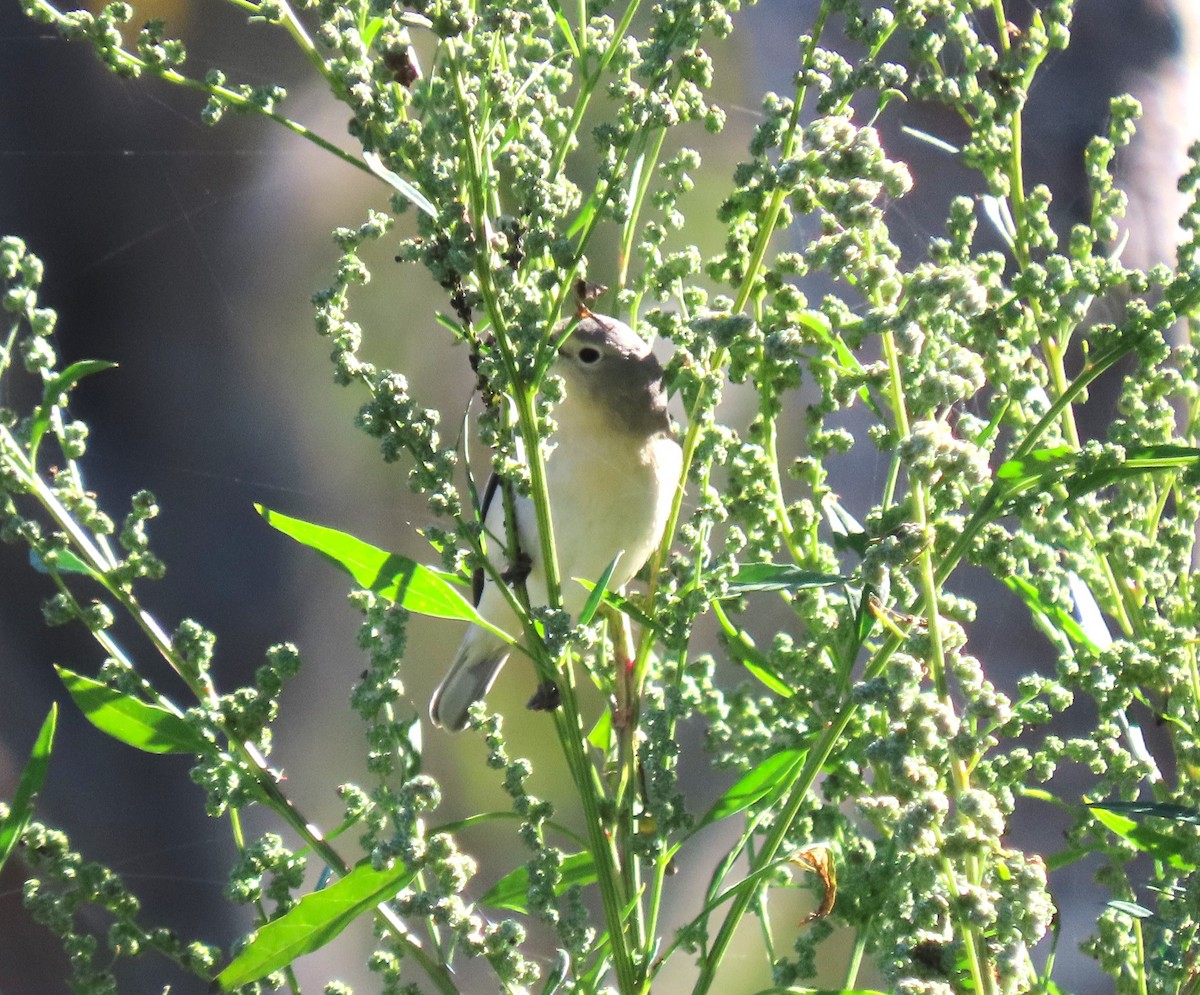 Lucy's Warbler - ML611479061