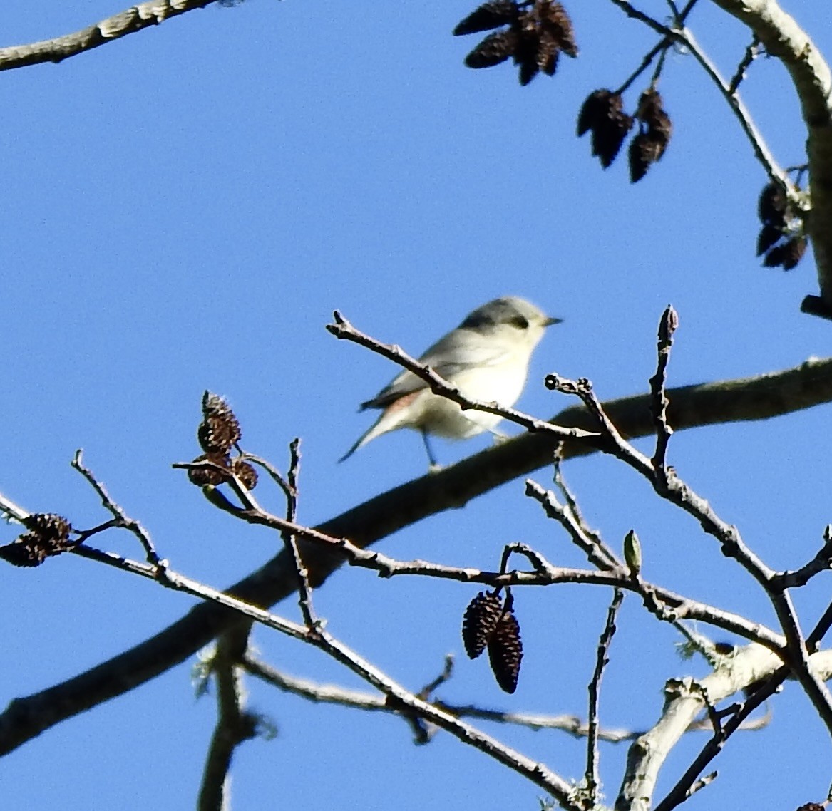 Lucy's Warbler - ML611479179