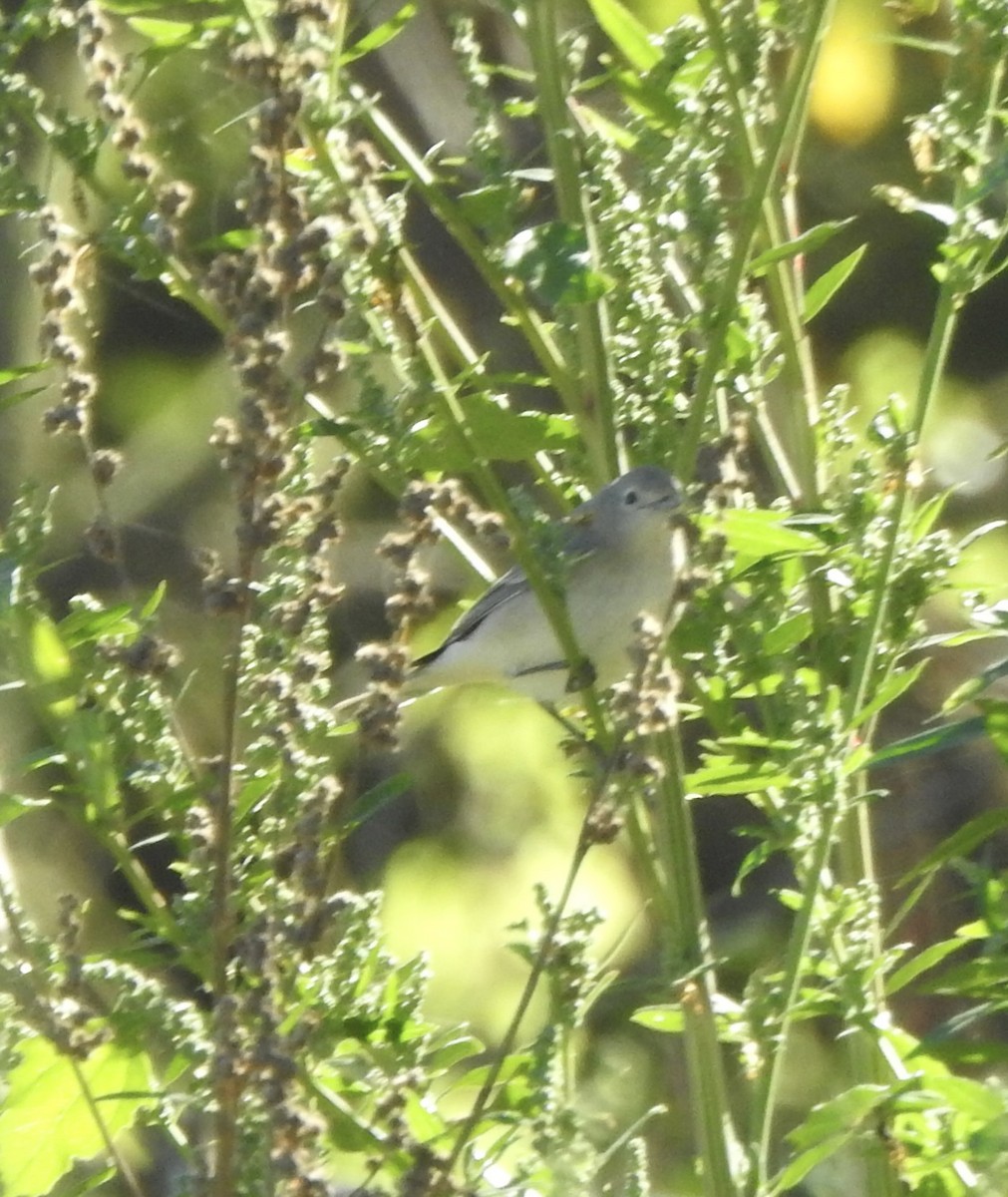 Lucy's Warbler - ML611479180