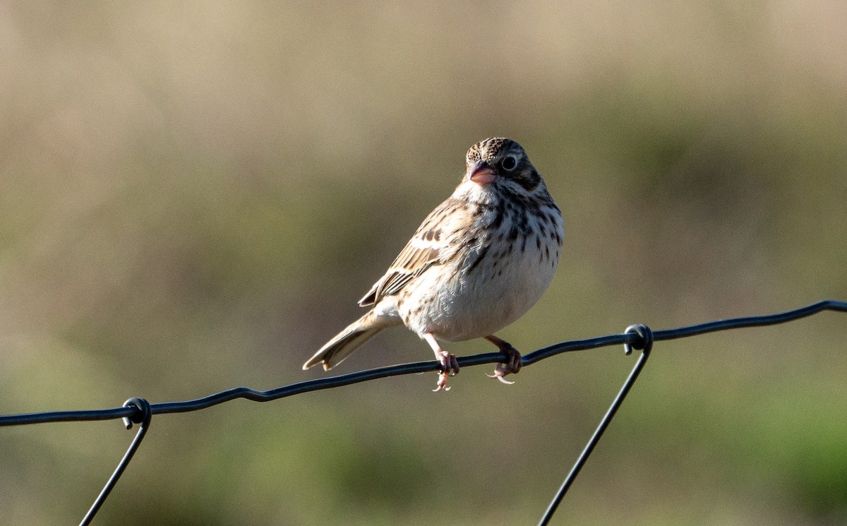 Vesper Sparrow - ML611479219