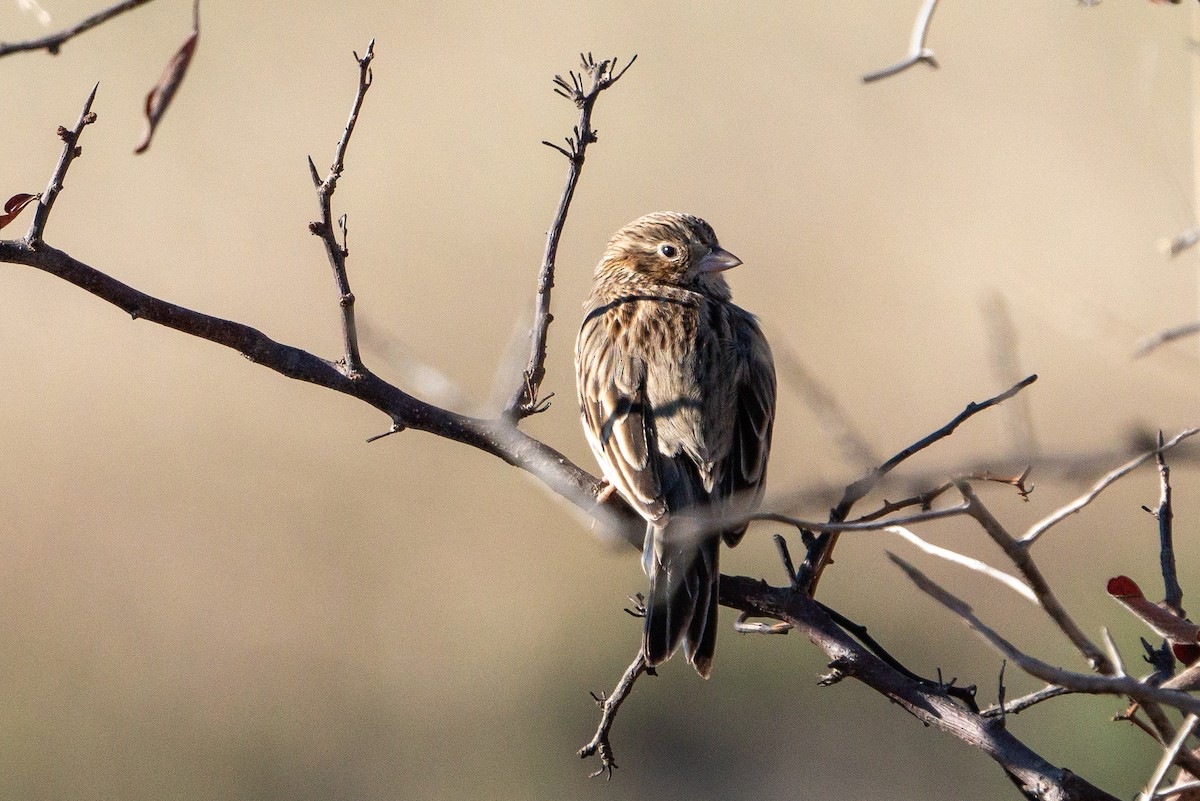 Vesper Sparrow - ML611479220