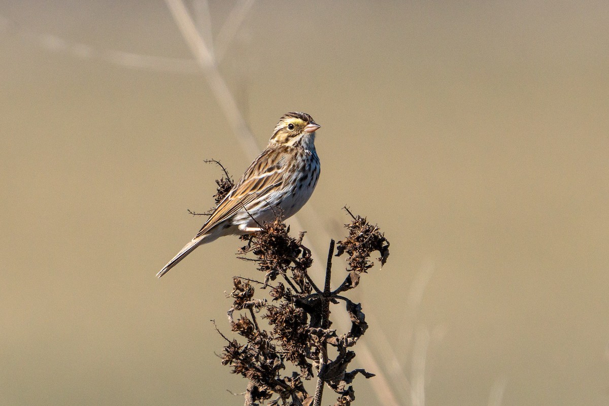 Savannah Sparrow - ML611479258