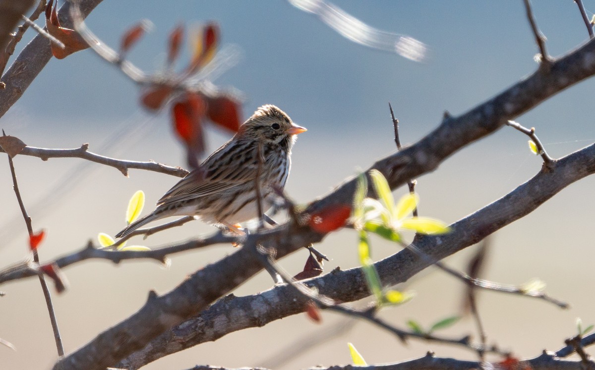 Savannah Sparrow - ML611479259