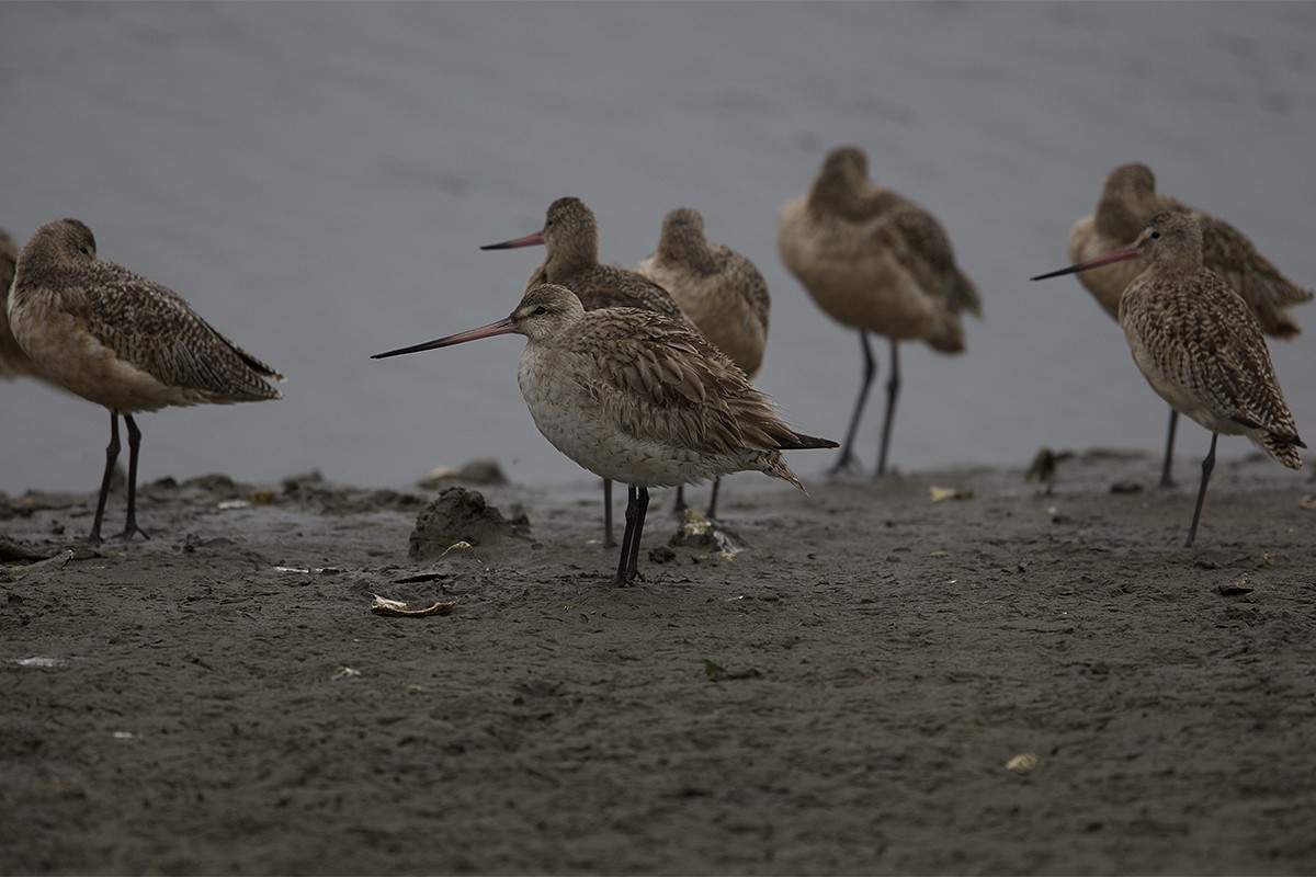 Bar-tailed Godwit - Stefan Minnig