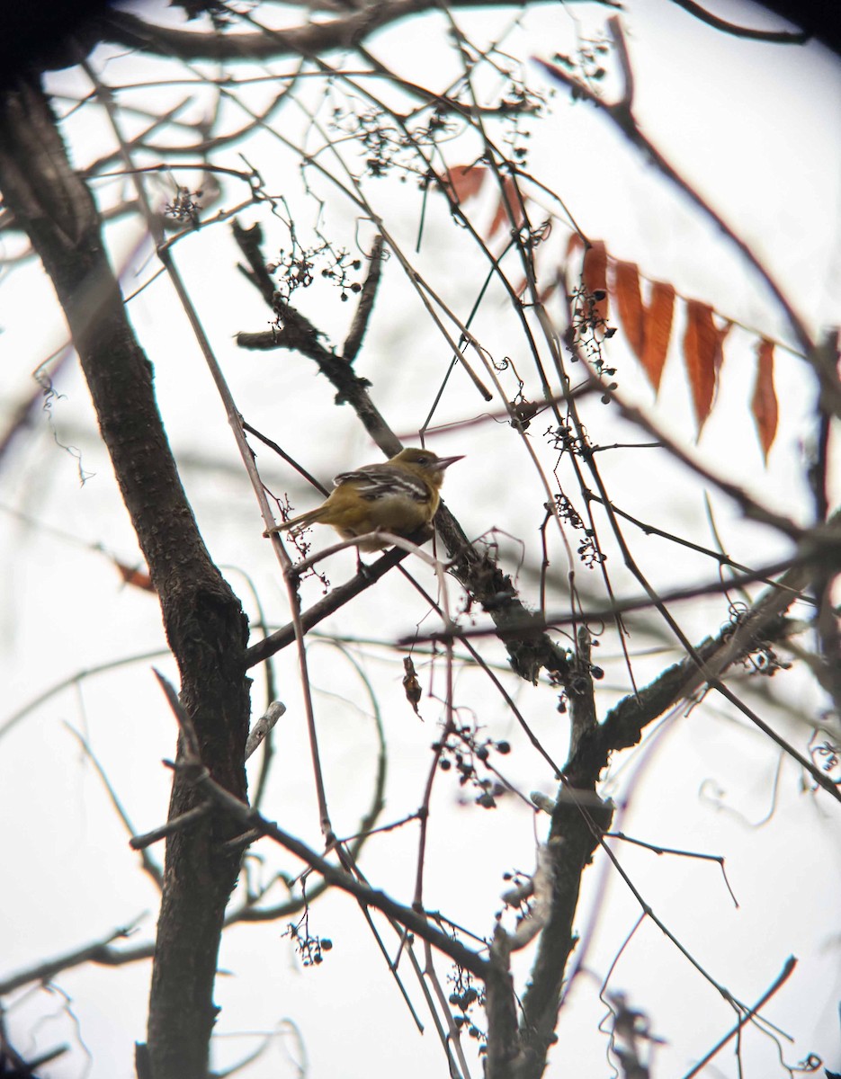 Baltimore Oriole - ML611479490