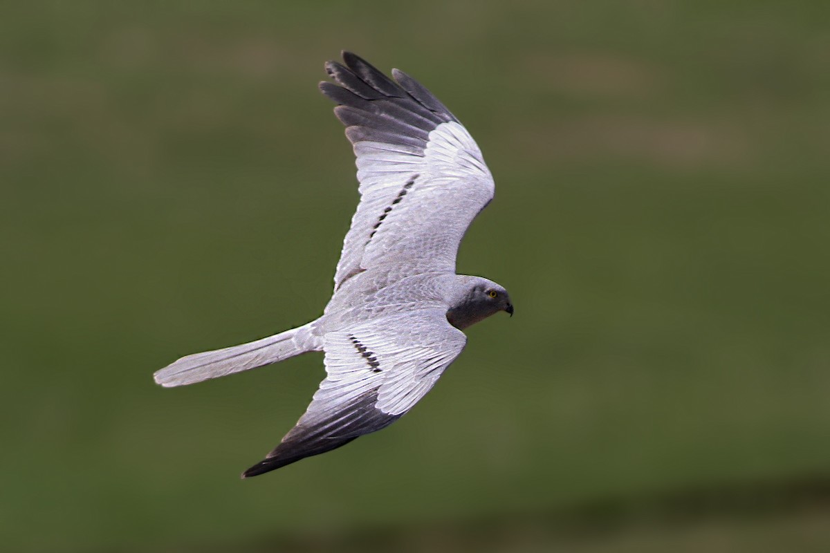 Montagu's Harrier - Emrah Kayhan