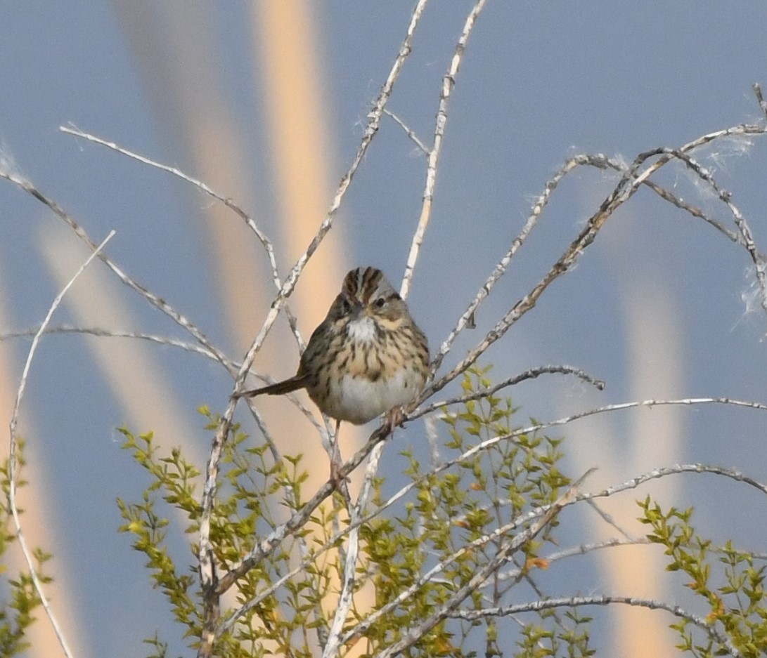 Lincoln's Sparrow - ML611479549