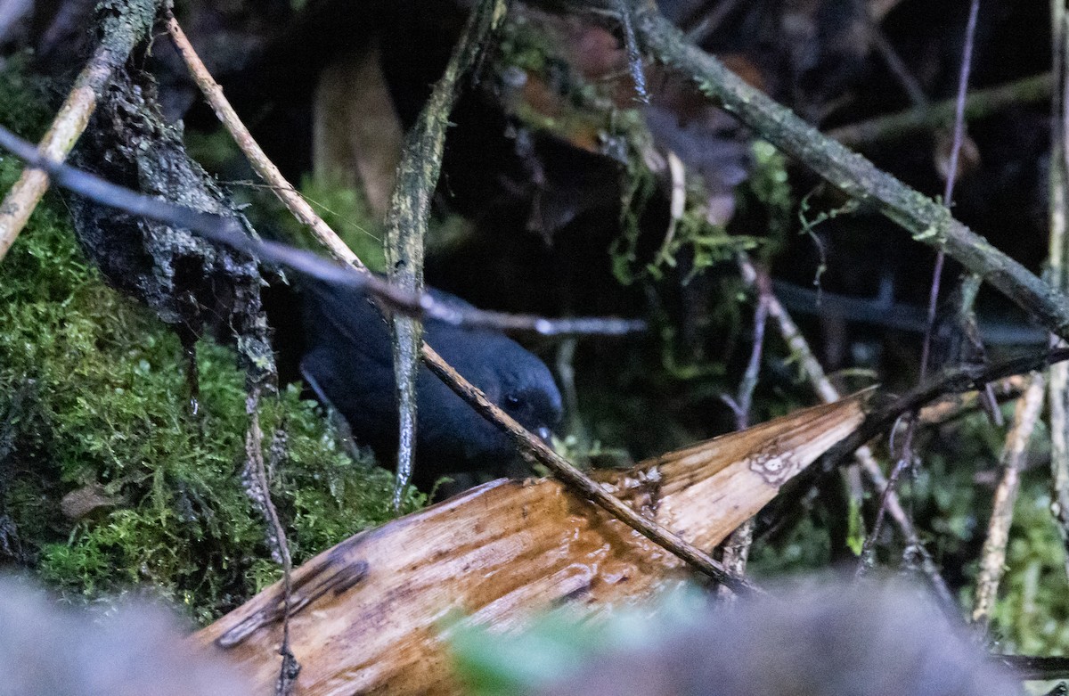 Blackish Tapaculo (Blackish) - ML611479618