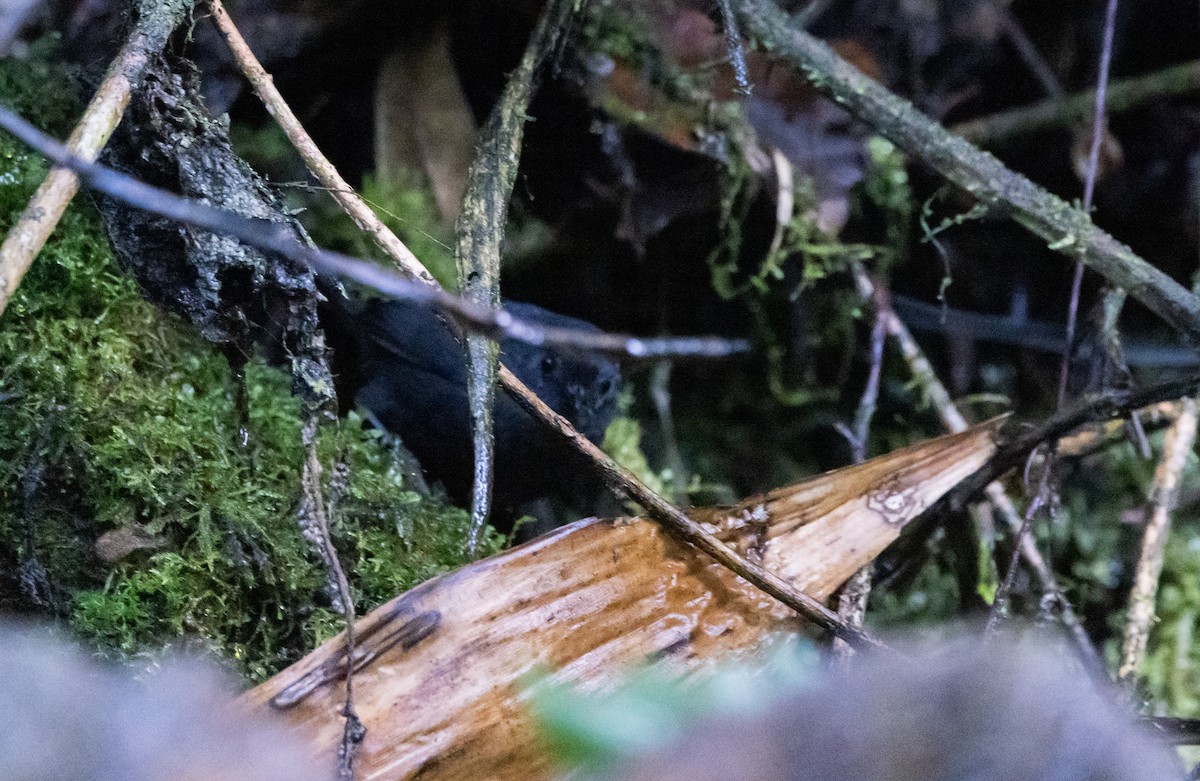 Blackish Tapaculo (Blackish) - ML611479619