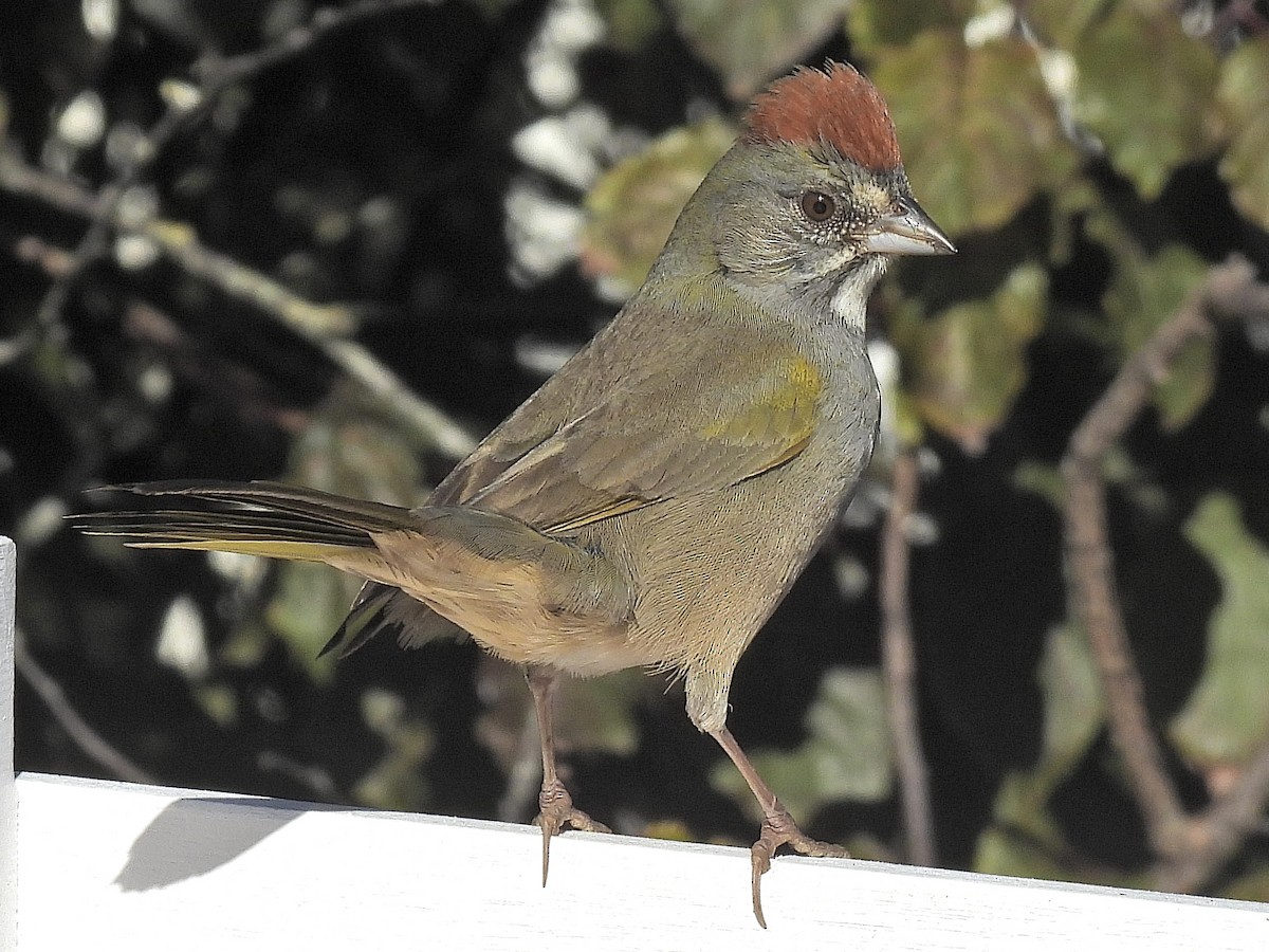 Green-tailed Towhee - Al Chase