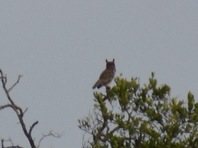 Great Horned Owl - ML611479652