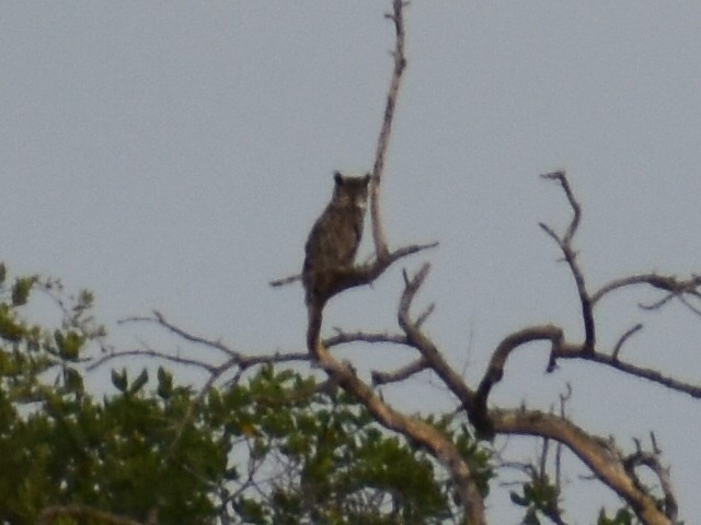 Great Horned Owl - ML611479653