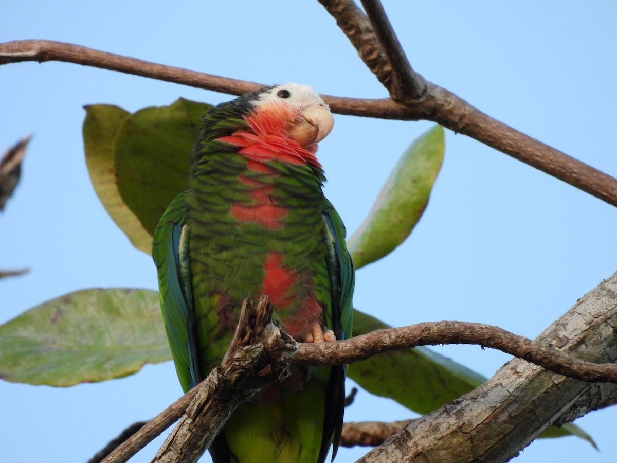 Cuban Parrot - ML611479723