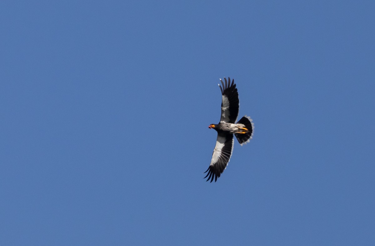 Carunculated Caracara - ML611479730