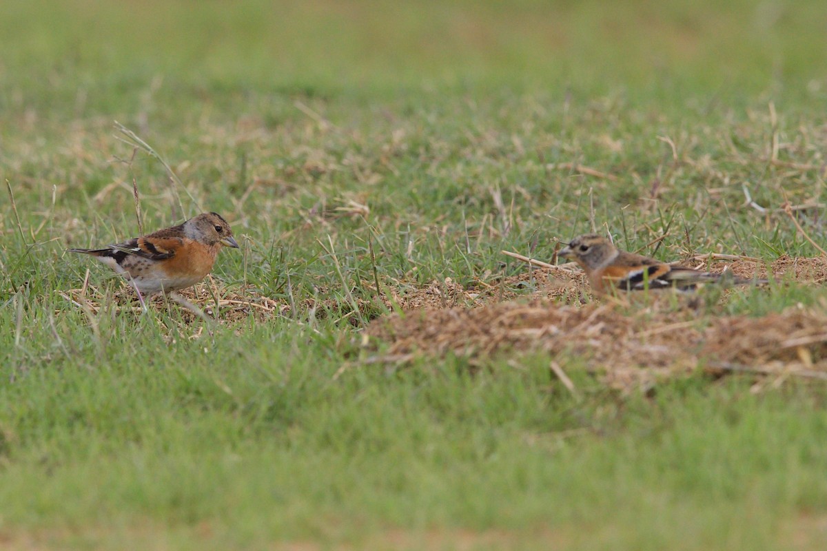 Brambling - ML611479761