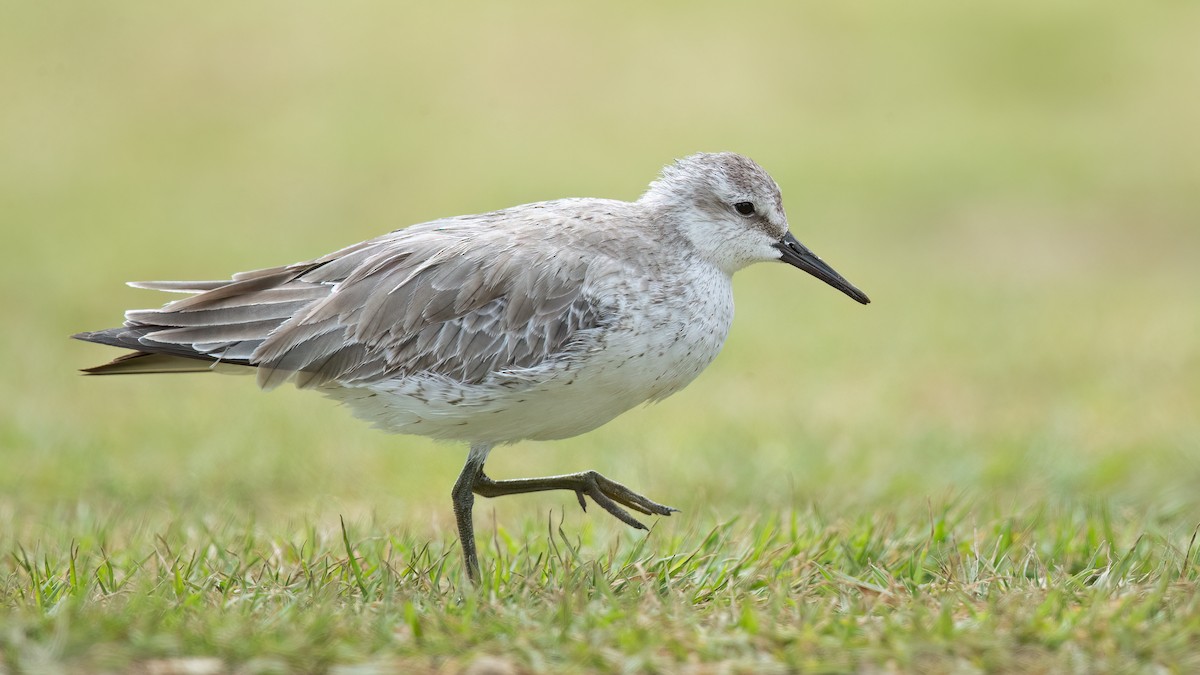 Red Knot - ML611479762