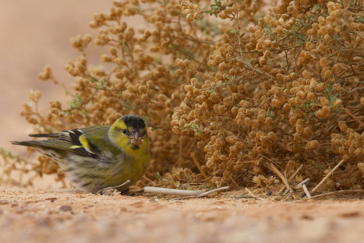 Eurasian Siskin - ML611479776