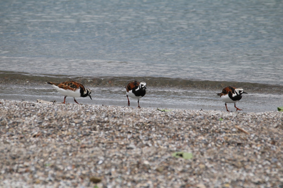 Ruddy Turnstone - ML611479799