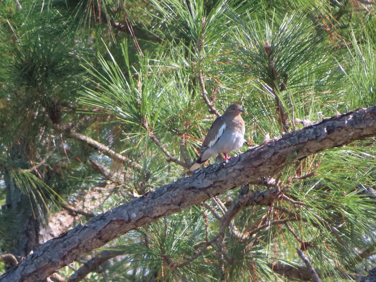 White-winged Dove - ML611479827