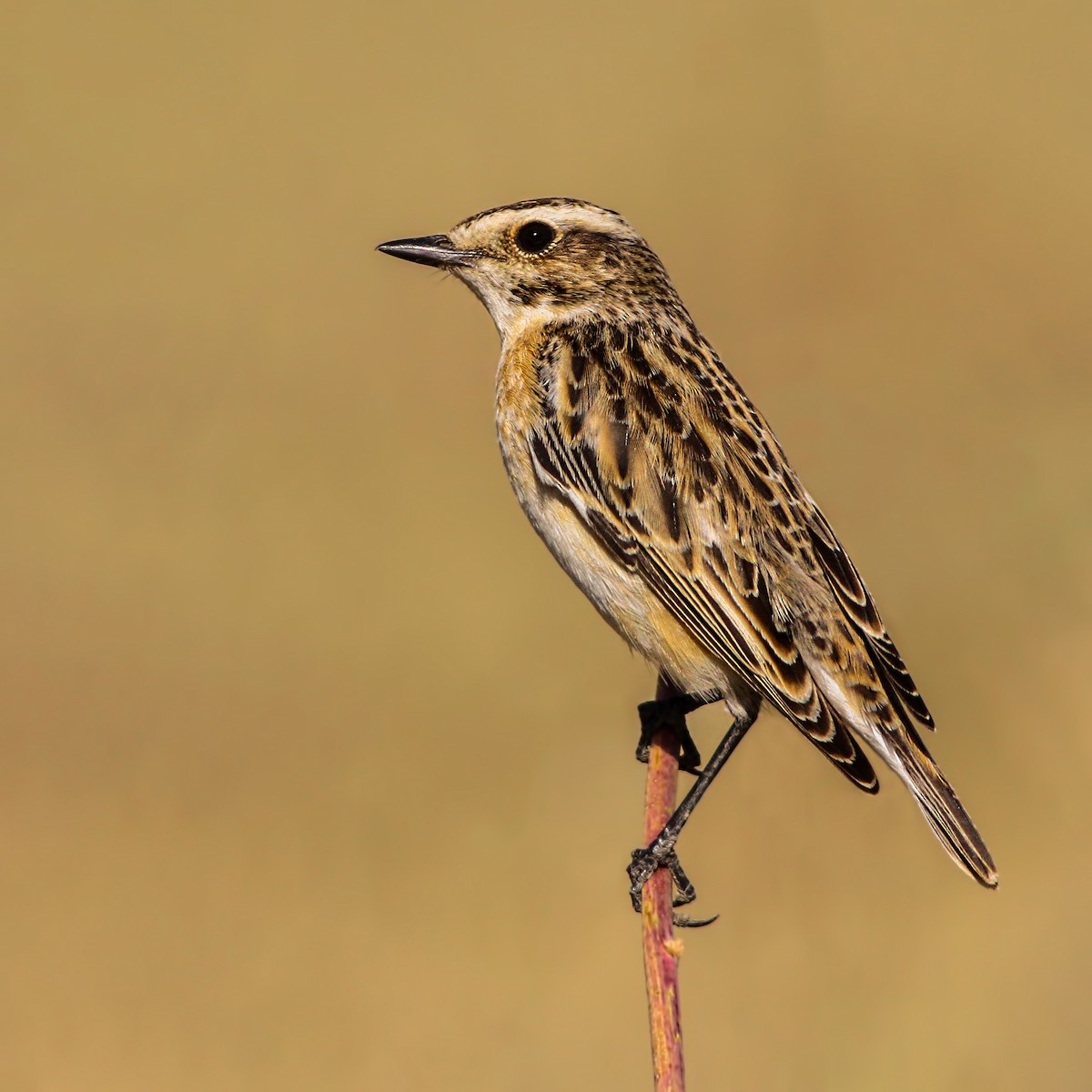 Whinchat - ML611479854