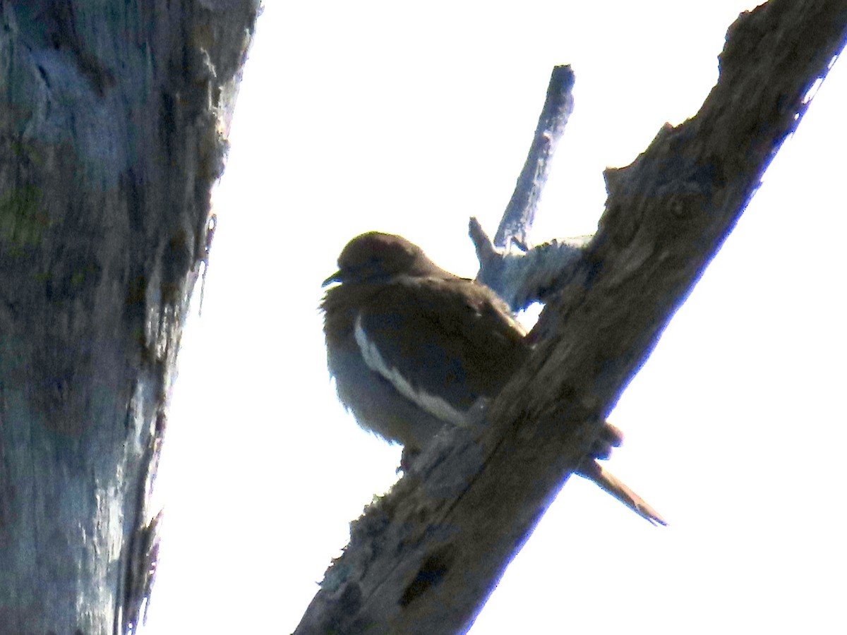 White-winged Dove - ML611479890