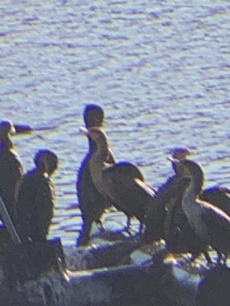 Double-crested Cormorant - ML611479964