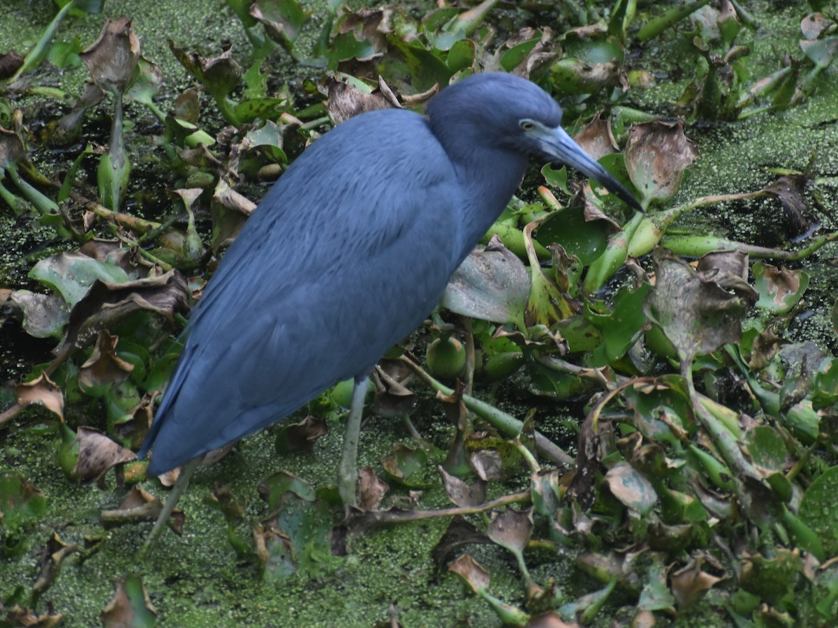 Little Blue Heron - ML611479968