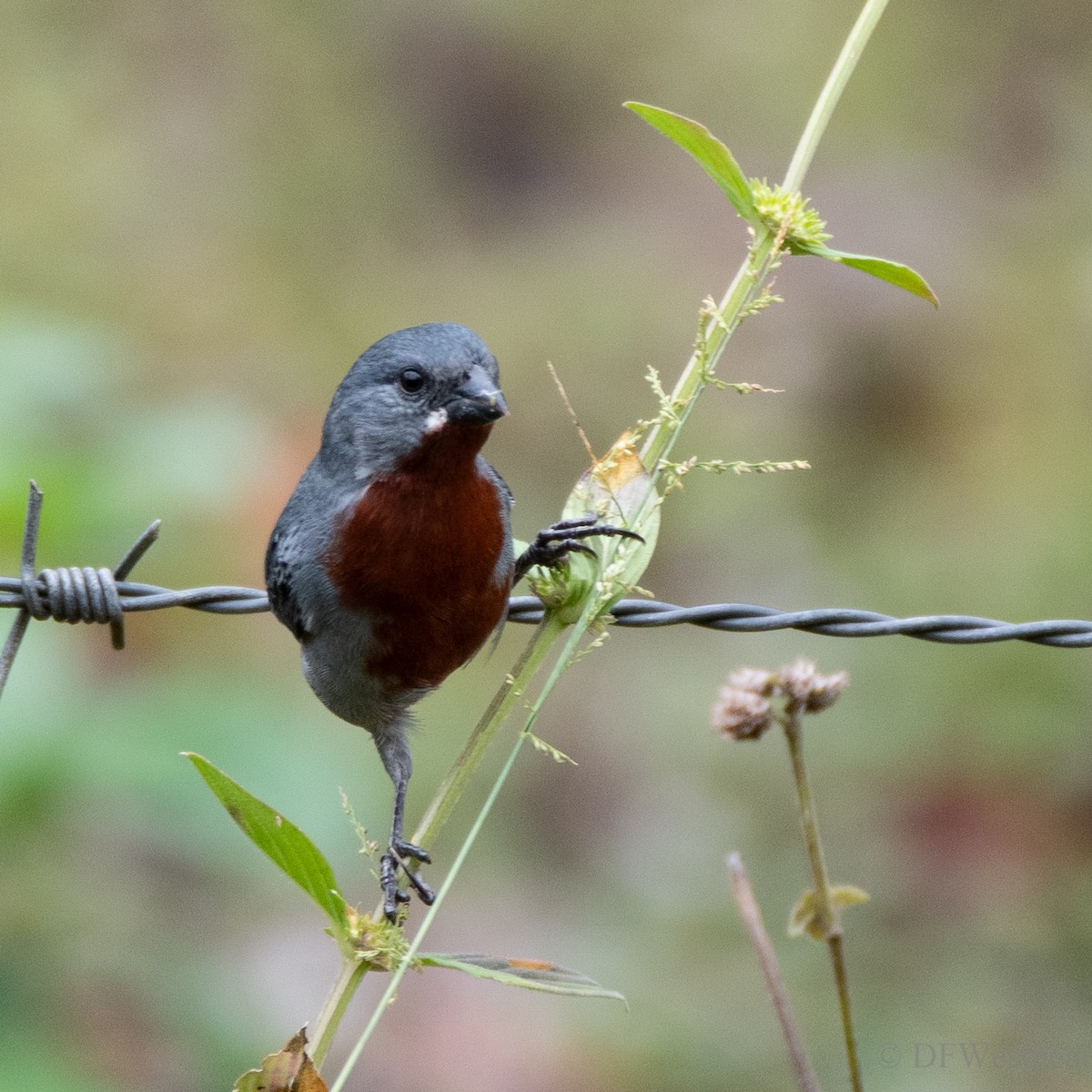 Chestnut-bellied Seedeater - ML611479981